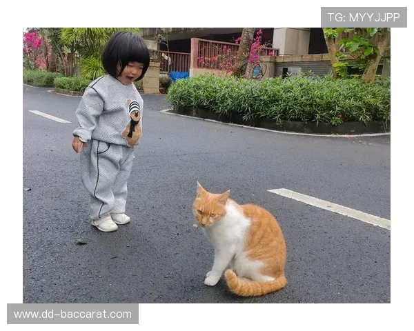 奶奶与猫咪的欢乐追逐游戏探索与亲子互动的乐趣 奶奶与猫咪的欢乐追逐游戏探索与亲子互动的乐趣